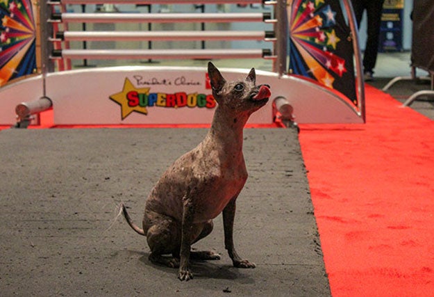 SuperDogs Contest Contestant